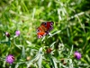 Ennerdale Water [25/08/2019]