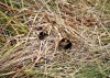 Formby Nature Walk 21/08/2016