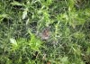 Formby Nature Walk 21/08/2016