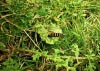 Formby Nature Walk 21/08/2016