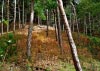 Formby Nature Walk 21/08/2016