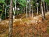 Formby Nature Walk 21/08/2016