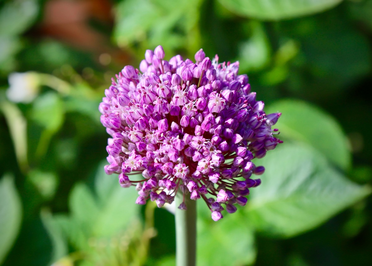 A Leek gone to seed