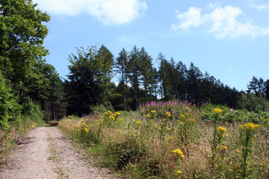 Hanchurch Hills Walk