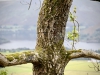 Aira Force & Gowbarrow Fell [28/09/2020]