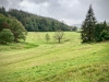 Grizedale Forest [24/09/2020]