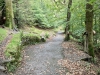 Grizedale Forest [24/09/2020]