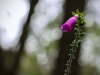 Grizedale Forest [24/09/2020]