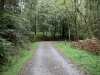 Grizedale Forest [24/09/2020]