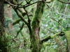 Grizedale Forest [24/09/2020]