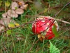 Grizedale Forest [24/09/2020]