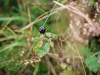 Grizedale Forest [24/09/2020]