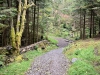 Grizedale Forest [24/09/2020]