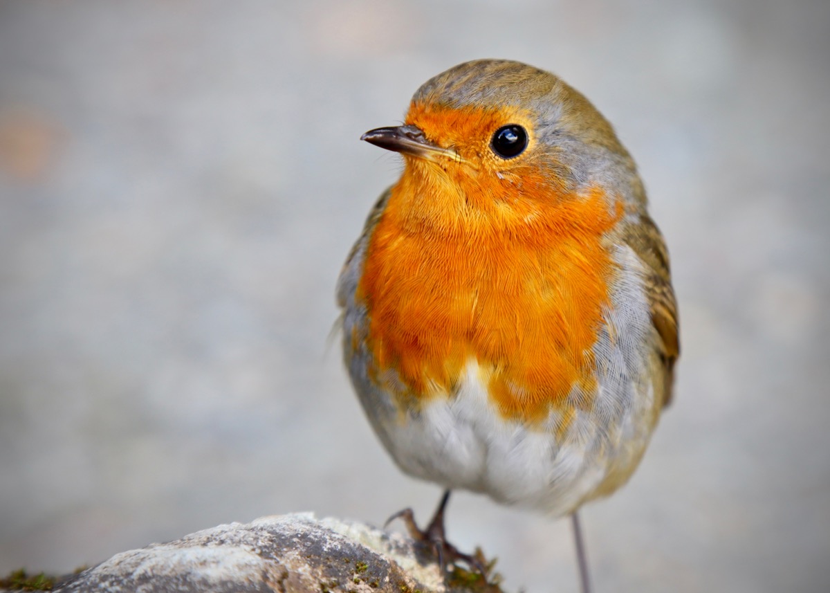 A friendly robin at Mossdale Bay, Ullswater