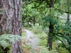 Glencoyne to Mossdale Bay, Ullswater [28/09/2020]