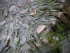 Rydal Water [22/09/2020]