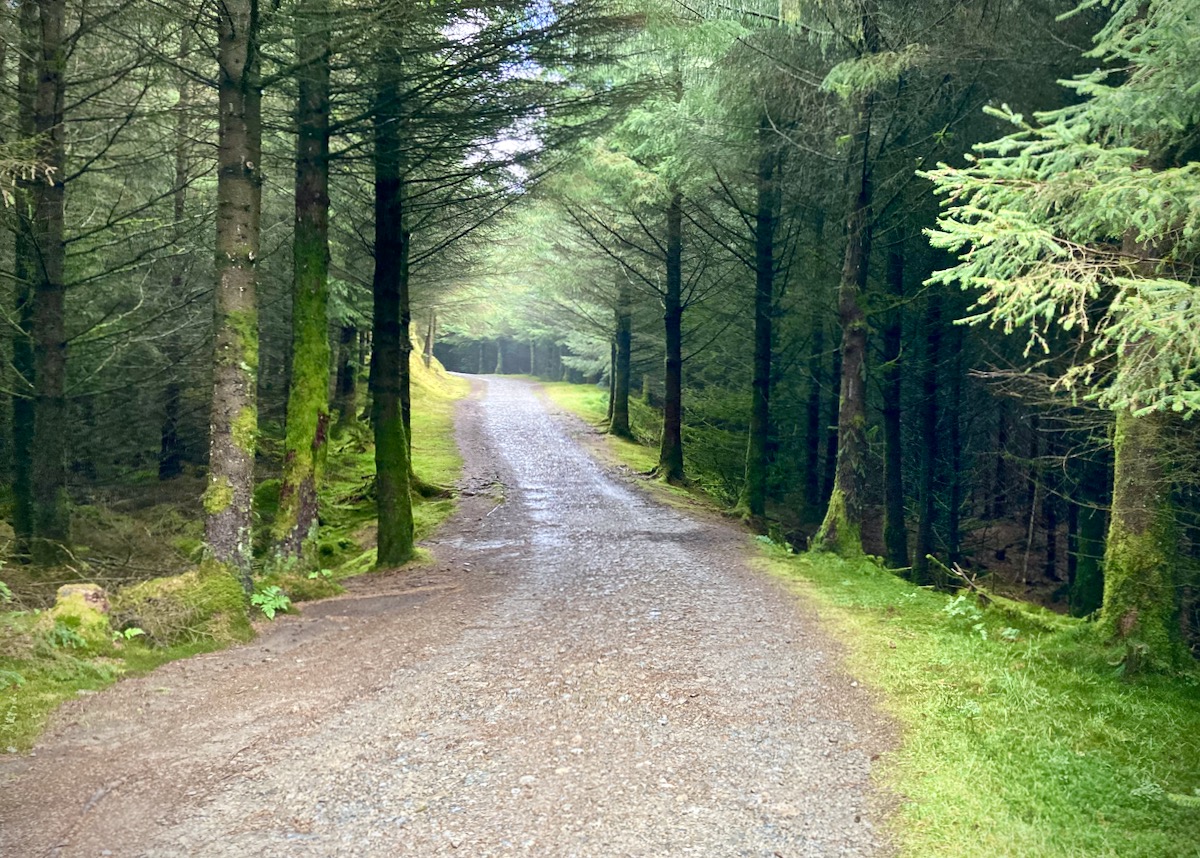 Whinlatter Forest Trail