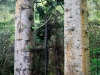 Whinlatter Forest, Keswick [01/10/2020]