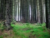 Whinlatter Forest, Keswick [01/10/2020]