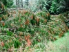 Whinlatter Forest, Keswick [01/10/2020]