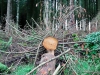 Whinlatter Forest, Keswick [01/10/2020]