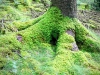 Whinlatter Forest, Keswick [01/10/2020]