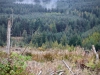 Whinlatter Forest, Keswick [01/10/2020]