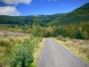 Whinlatter Forest, Keswick [01/10/2020]