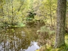 Whinlatter Forest, Keswick [01/10/2020]