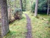 Whinlatter Forest, Keswick [01/10/2020]