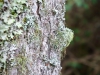 Whinlatter Forest, Keswick [01/10/2020]