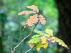 Whinlatter Forest, Keswick [01/10/2020]