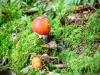 Whinlatter Forest, Keswick [01/10/2020]