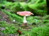 Whinlatter Forest, Keswick [01/10/2020]