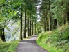 Whinlatter Forest, Keswick [01/10/2020]