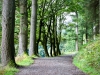 Whinlatter Forest, Keswick [01/10/2020]