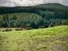 Whinlatter Forest, Keswick [01/10/2020]