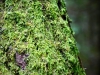 Whinlatter Forest, Keswick [01/10/2020]