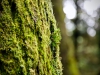 Whinlatter Forest, Keswick [01/10/2020]