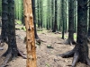 Whinlatter Forest, Keswick [01/10/2020]