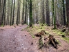 Whinlatter Forest, Keswick [01/10/2020]