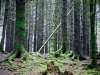 Whinlatter Forest, Keswick [01/10/2020]