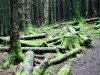 Whinlatter Forest, Keswick [01/10/2020]