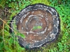 Whinlatter Forest, Keswick [01/10/2020]