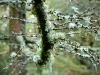 Whinlatter Forest, Keswick [01/10/2020]