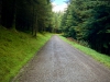 Whinlatter Forest, Keswick [01/10/2020]