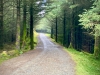 Whinlatter Forest, Keswick [01/10/2020]