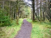 Whinlatter Forest, Keswick [01/10/2020]