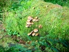 Whinlatter Forest, Keswick [01/10/2020]