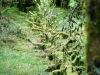 Whinlatter Forest, Keswick [01/10/2020]